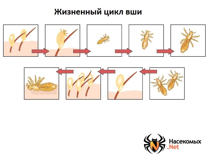 8 (не)стыдных вопросов о педикулезе | Полезные статьи благотворительного фонда «Дети-бабочки»